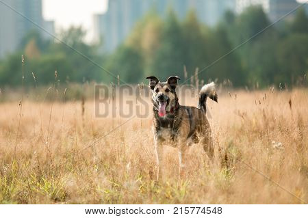 Portrait Of Beautiful Happy Dog, Looking At Camera, Standing In A Sunny Meadow