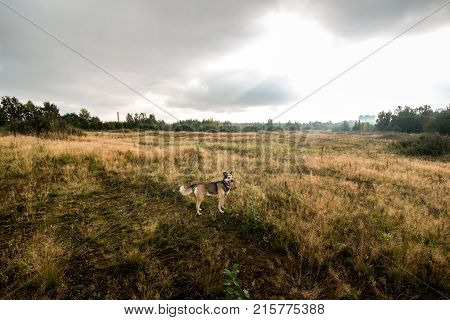 Beautiful Happy Dog, Looking At Camera, Standing In A Sunny Meadow