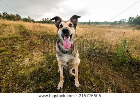 Portrait Of Beautiful Happy Dog, Looking At Camera, Standing In A Sunny Meadow