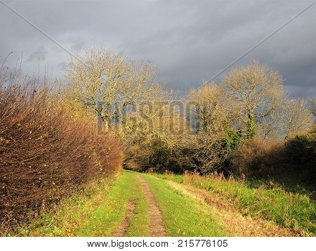 Trees lit by low light against a cloudy sky near Pocklington Canal, Yorkshire, England