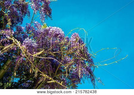 Beautiful Purple Wisteria Flowers
