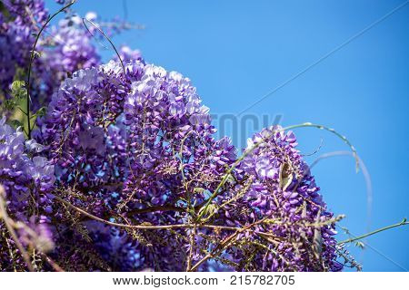 Beautiful Purple Wisteria Flowers
