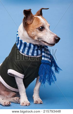 Jack russel dog sitting in winter clothes on blue background in studio