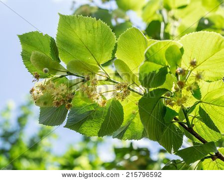 Linden tree in blossom. Nature background.