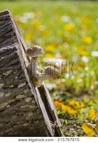 Mushroom on a tree stump. Mushrooms grow on a tree stump. A hat trut on a stump of a fallen tree.