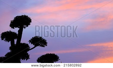 Silhouette dwarfed trees with sunlight on sunset sky and clouds abstract background,colorful sky at dusk with top view