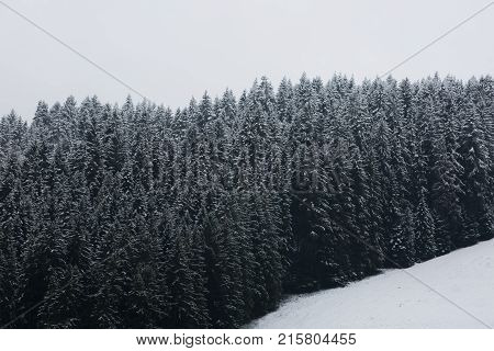 Amazing nice fogy forest in Germany Schwarzwald.