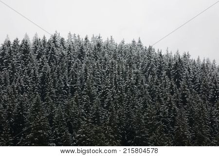Amazing fogy forest details in Germany - Schwarzwald.