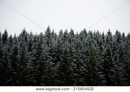 Amazing fogy forest details in Germany - Schwarzwald.