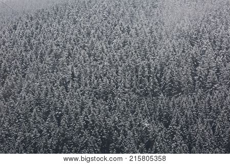 Amazing fogy forest details in Germany - Schwarzwald.