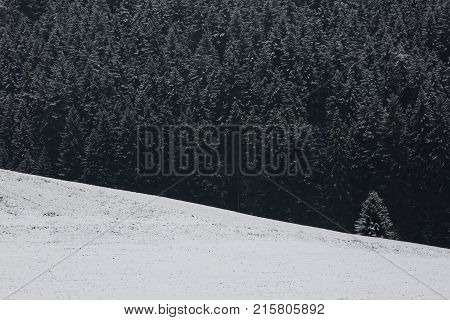 Amazing fogy forest details in Germany - Schwarzwald.