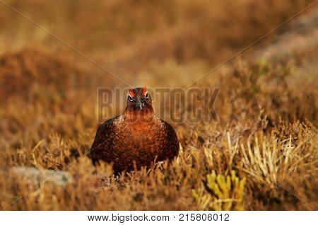 Close - up of a Male Red Grouse Lagopus lagopus scotica in the mountains of Scotland