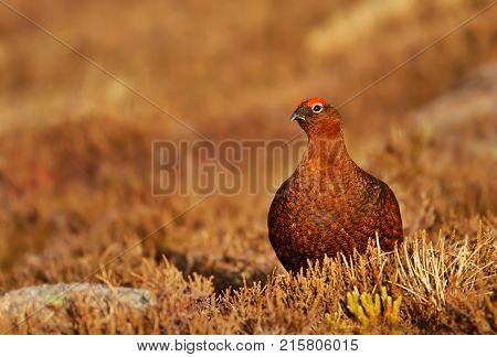 Male Red grouse in the field of heather in Scotland