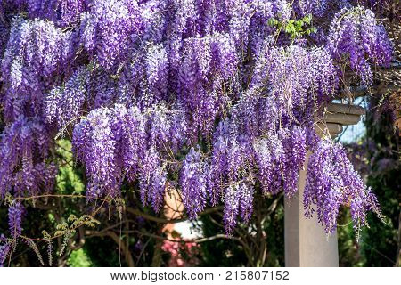 Beautiful Purple Wisteria Flowers