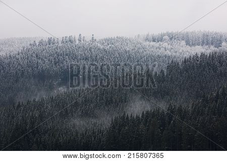 Amazing fogy forest details in Germany - Schwarzwald.