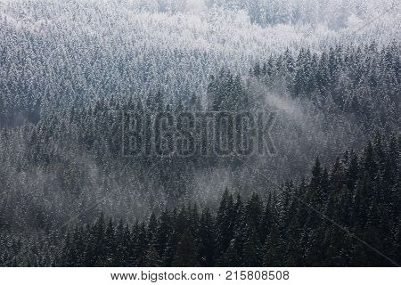 Amazing fogy forest details in Germany - Schwarzwald.