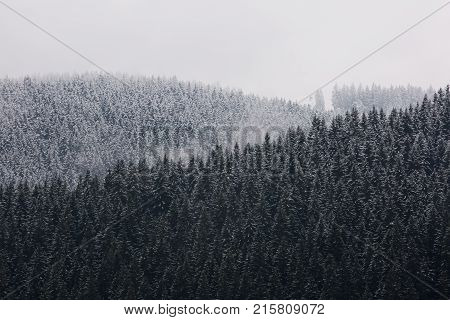 Amazing fogy forest details in Germany - Schwarzwald.