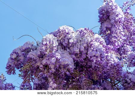 Beautiful Purple Wisteria Flowers