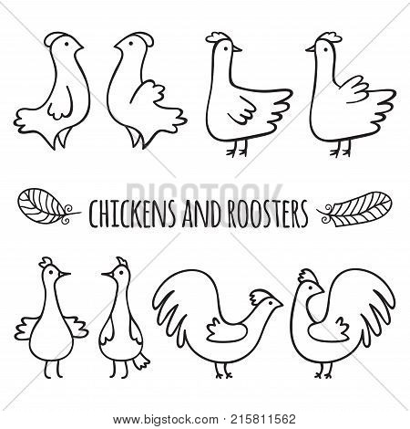 Chickens and roosters are drawn in black outline on a white background.
