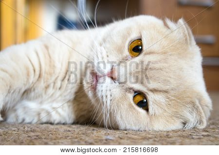 Beautiful sad fold scottish cat with big golden eyes lies on the floor