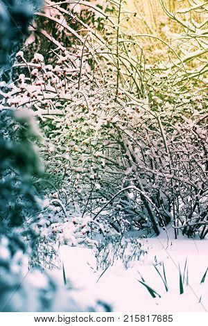 Snow-covered trees plants forest in winter filter effect. Natural winter Christmas New Year background. Woodland snow under.