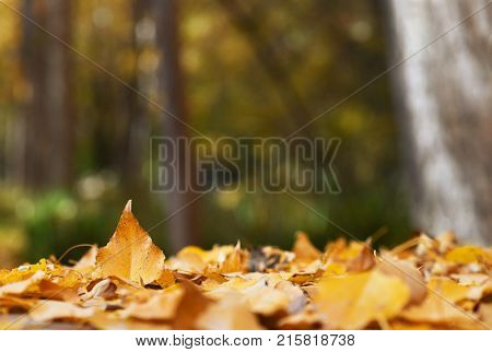autumn leaves settled with a selective focus for a bokeh background to accommodate text overlay and copy space