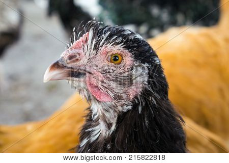 Close up of black hen Orpington breed. Big black chicken Orpington breed on the farm
