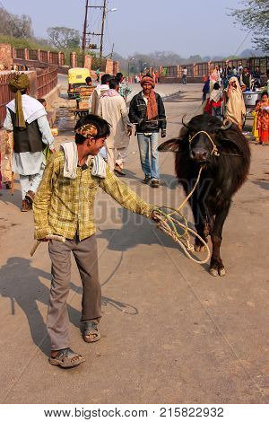 Fatehpur Sikri, India-january 30: Unidentified Man Walks With Water Buffalo In The Street On January