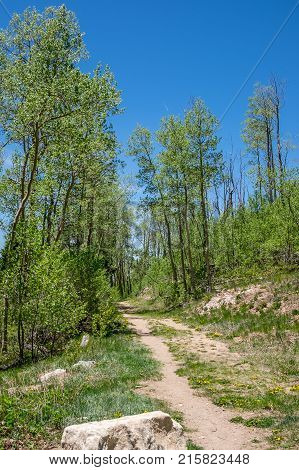 Beautiful hiking nature trail with large bright green trees and native yellow flowers in Sante Fe New Mexico.