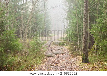 Forest scene at foggy day in Finland