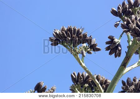 Seeds Of An American Aloe