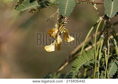 Egyptian Riverhemp (sesbania Sesban)