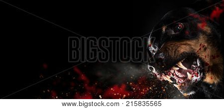 Ferocious Rottweiler barking mad on black background.