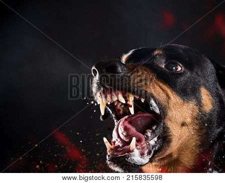 Ferocious Rottweiler barking mad on black background.