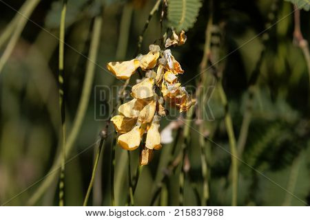 Egyptian Riverhemp (sesbania Sesban)