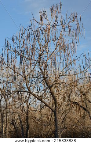 Winter bare thornless honey locust tree with dry pods still on branches