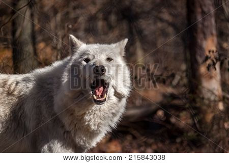 White Arctic wolf (Canis lupus arctosportrait) in the fall
