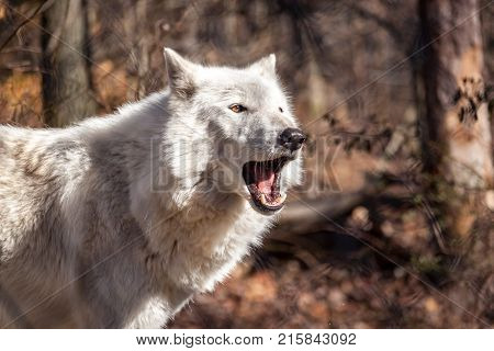 White Arctic wolf (Canis lupus arctosportrait) in the forest at Autumn