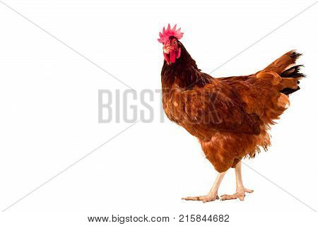 brown hen isolated on whiteChicken walking copy space