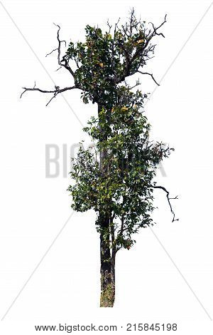 Tree isolated backgroundIron wood tree is deciduous isolated on white background (Pyinkado).