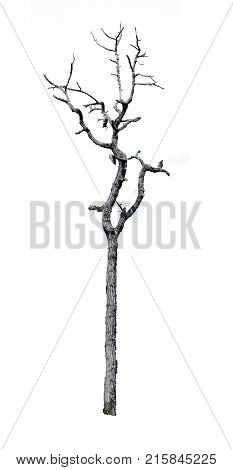 Dry tree split backdrop.Dry tree split backdrop.Dry tree split backdrop.