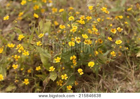 Flowers Of Guizotia Schimperi