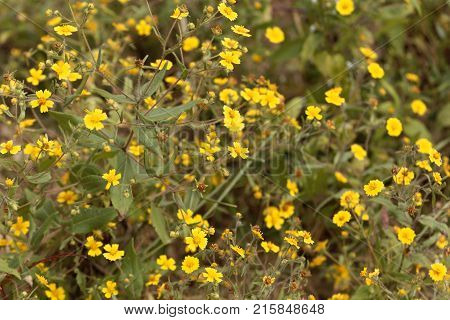 Flowers Of Guizotia Schimperi