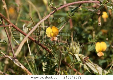 Indian Jointvetch (aeschynomene Indica)