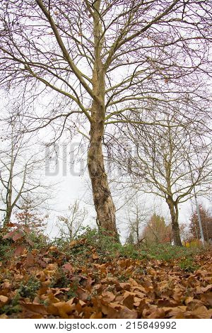 Tree Showing The Fall Season At Its Best