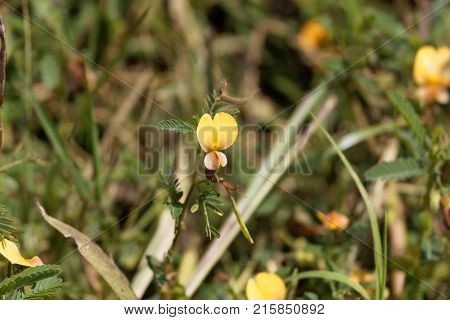 Indian Jointvetch (aeschynomene Indica)