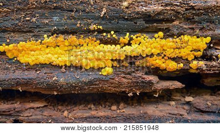 bisporella citrina fungus known as the lemon disco and yellow fairy cup