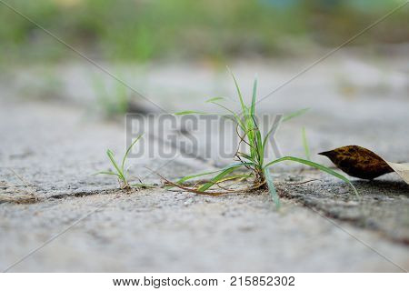Small grass growth between footpath block nature background