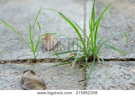 Small grass growth between footpath block nature concept