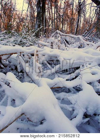 Snow covered forest scenery of Allerton Park in central Illinois